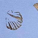 Blue Cameo Seashells 